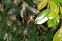 Argiope_ZZXYX_D5258_Z_88_Alexandra hills Brisbane_Australie